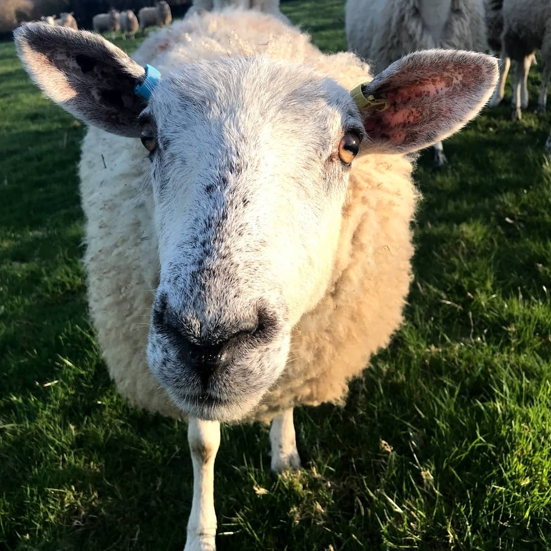 Shearwell Data Ltd tweet media