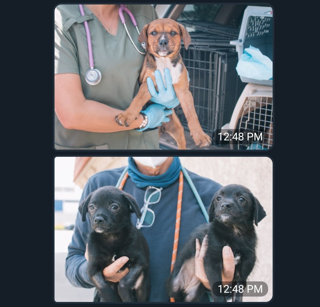 bingus_network's tweet photo. A representative of @TheRealBarkLA came into our telegram to tell us about how our donation has been put to good use! We are so proud to be able to help shelters like them do the work they do! #BuyBingus #ForTheAnimals #cryptocurrencies #bsc #animalrescue https://t.co/fIbF4QtDt6