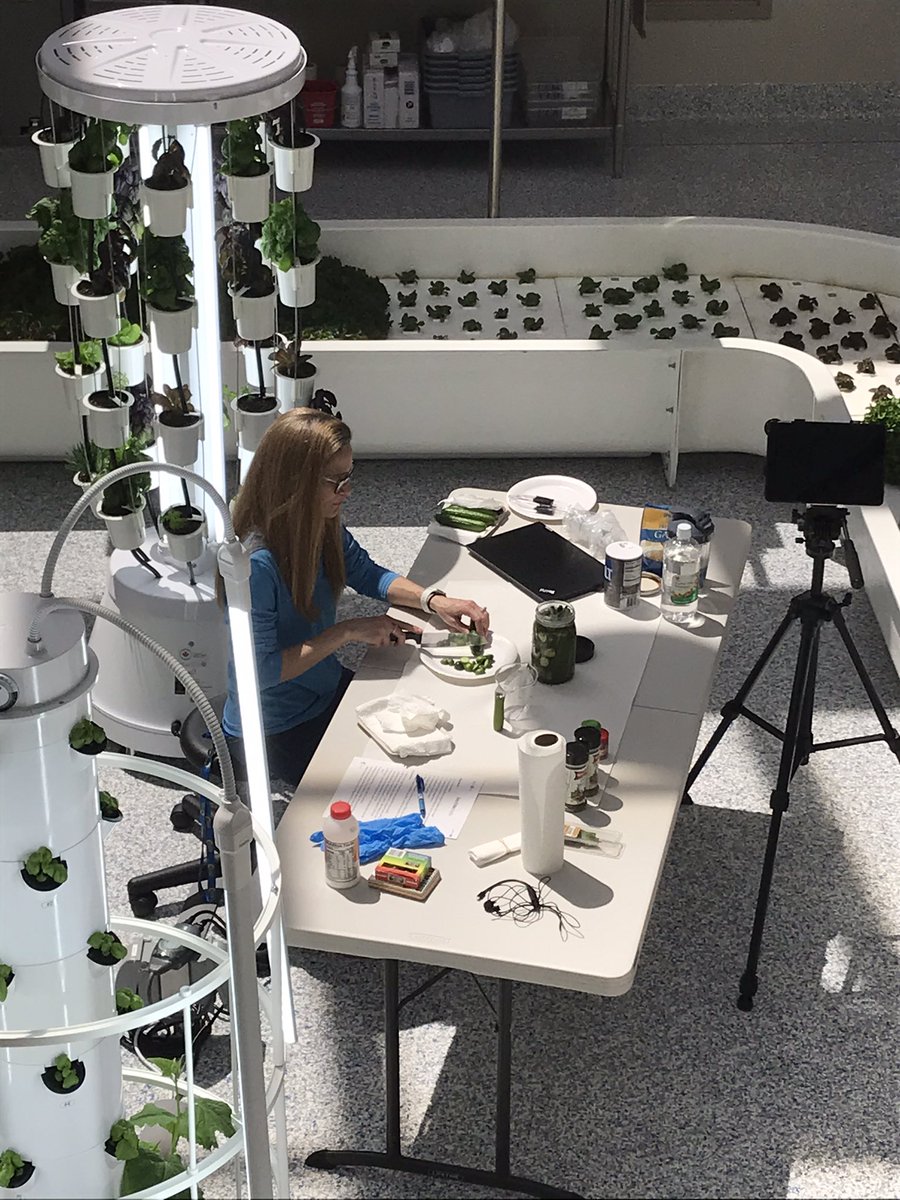 sam_christy's tweet image. What's the #Dill? #AgWorksatCCA + herbs + vinegar + cucumbers = A WHOLE LOT OF FUN as we make some quick "refrigerator pickles" while learning the similarities and differences between a #LabProcedure  and a recipe! #pickles #homeexperiment