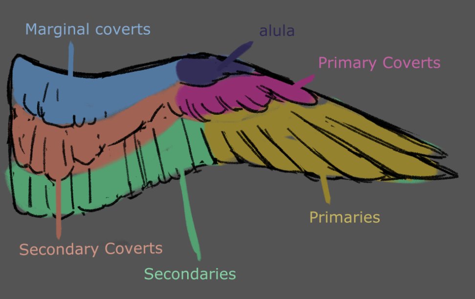falcon wing anatomy