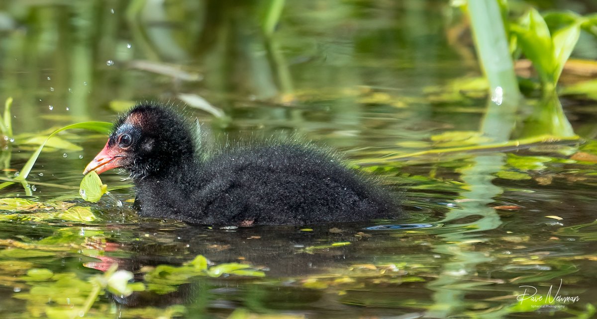 DaveSpherical's tweet photo. Tonight my local new #baby #moorhens are now venturing out into the water, which is great to see #sleaford #lincolnshire @Cogglesford #water #localriver #TwitterNatureCommunity #birdphotography #thriving #healthy https://t.co/Pi04C7NS8T