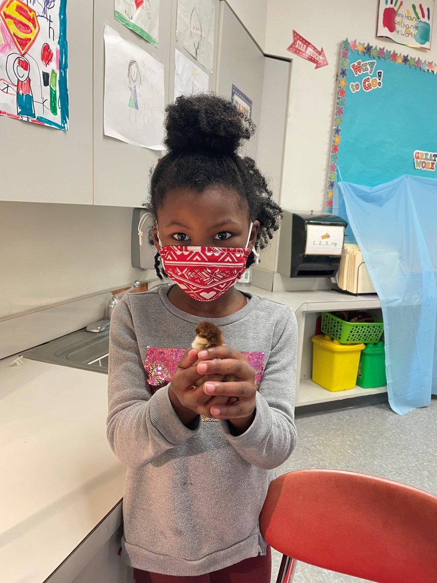 HamdenSchools's tweet photo. Second Grade Science in Hamden... It's hard to tell who is having more fun - the students or the newly-hatched chicks! @HamdenSchools #HamdenLovesScience #HelenStreetSchool @SuperHamden https://t.co/qW1jCpJHXR