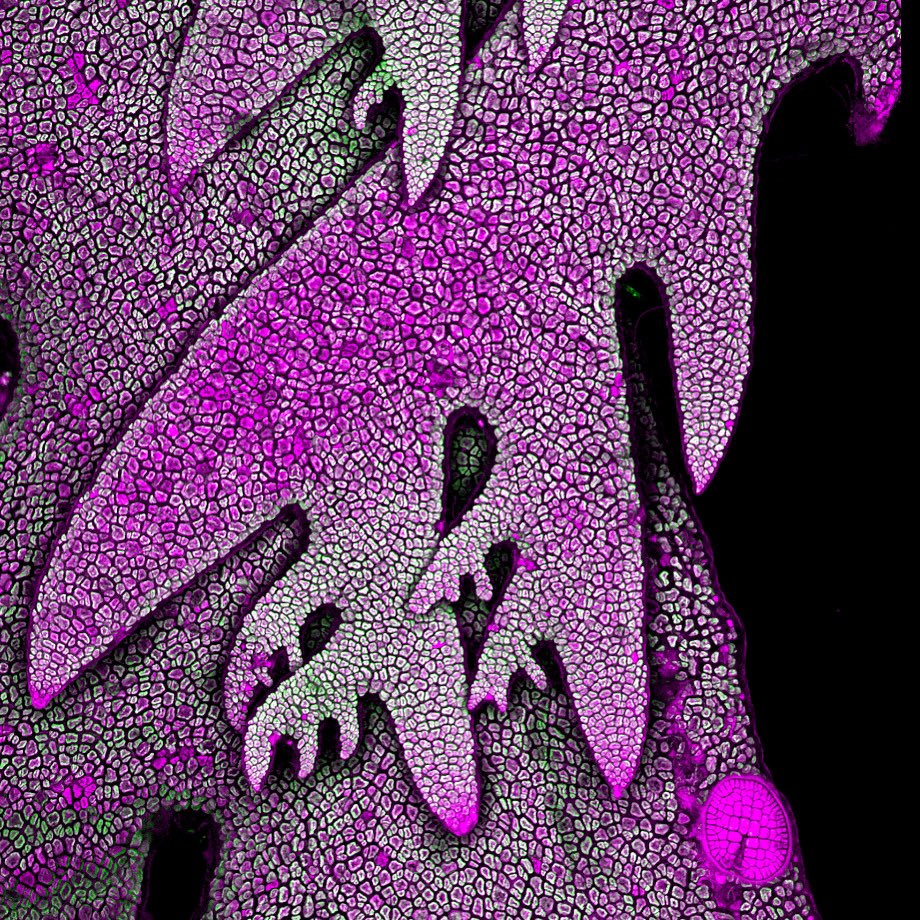 Nat Prunet 🌸🔬🏳️🌈 (@nat_prunet) on Twitter photo Cute little red #algae I picked in #Malibu and imaged on <a href="/zeiss_micro/">ZEISS Microscopy</a> LSM880 #confocal #microscope. #Autofluorescence including #chlorophyll.
#bioart #sciart #microscopy #plamtscience #botany #microscopyart #fluorescence #redalgae #beautyinsmallthings #microscopic Cute little red #algae I picked in #Malibu and imaged on <a href="/zeiss_micro/">ZEISS Microscopy</a> LSM880 #confocal #microscope. #Autofluorescence including #chlorophyll.
#bioart #sciart #microscopy #plamtscience #botany #microscopyart #fluorescence #redalgae #beautyinsmallthings #microscopic