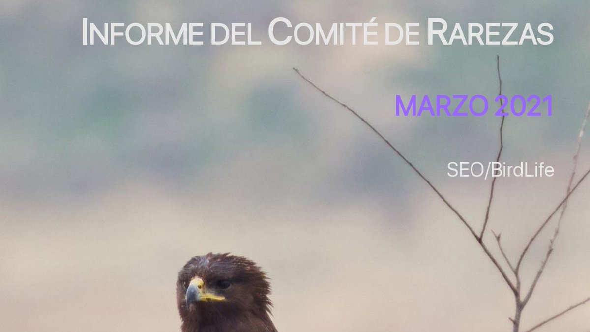 Nuevo informe mensual del Comité de #Rarezas de <a href="/SEO_BirdLife/">SEO/BirdLife</a>. Registros correspondientes a marzo de 2021. Incluye el tercer registro para España y primero para Canarias de gallineta chica (Gallinula angulata). seo.org/wp-content/upl…