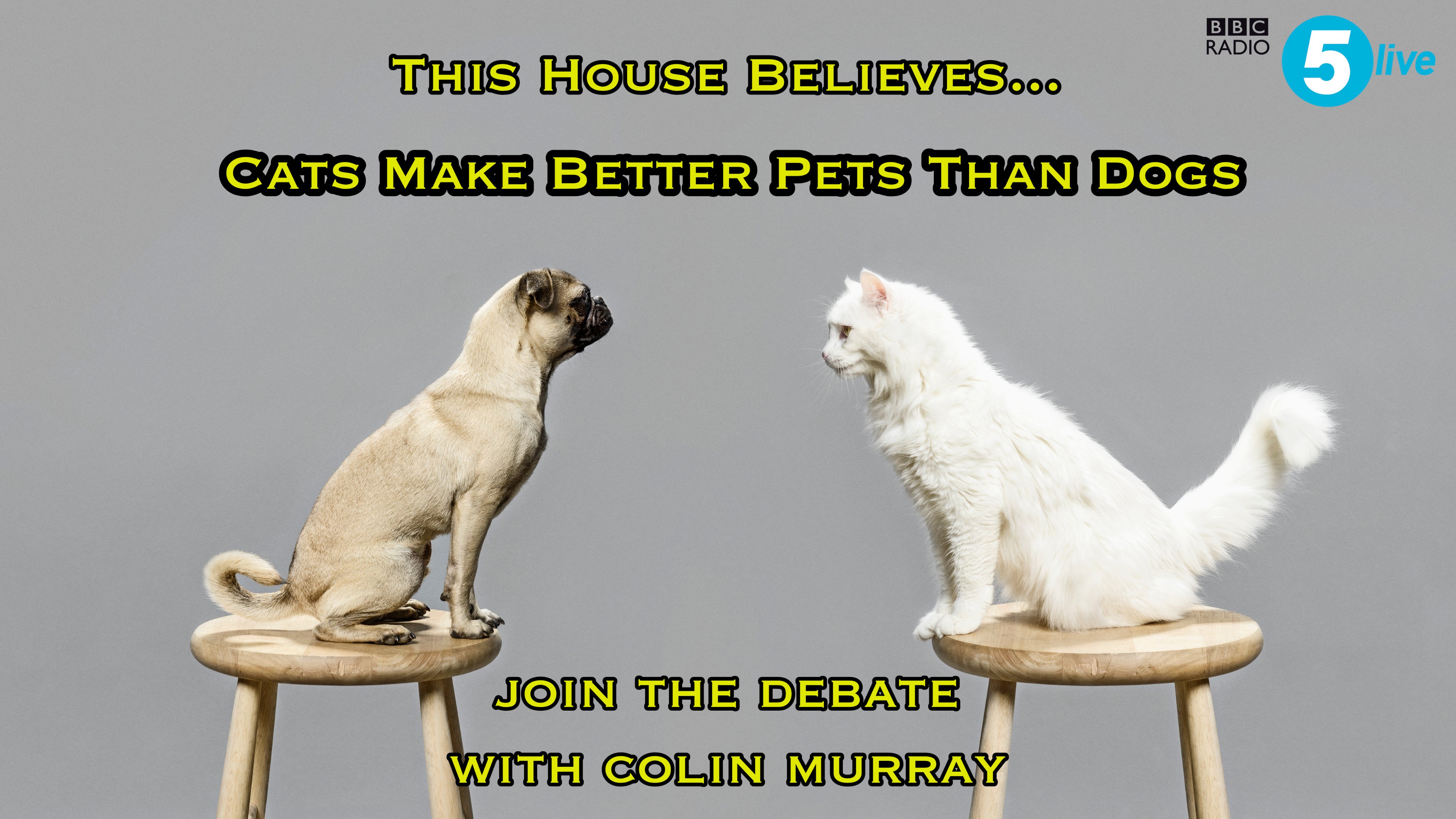 why cats make better pets than dogs