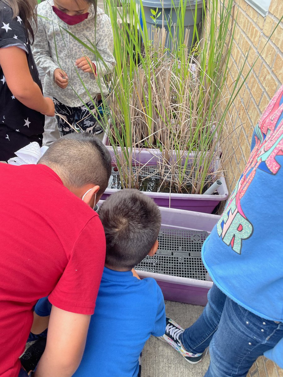 MrsMFitch_NBE's tweet photo. Finally... we have tadpoles in the atrium! Perfect timing since we are learning about the frog life cycle. 🐸🔄 Thank you @elliott_judi for keeping up with the atrium and sharing with us! #foundsome  #teamwork #firstgrade #bilingual #science 💚 🐸  @MrsKondo_NBE @HumbleISD_NBE https://t.co/keWGn5sERJ