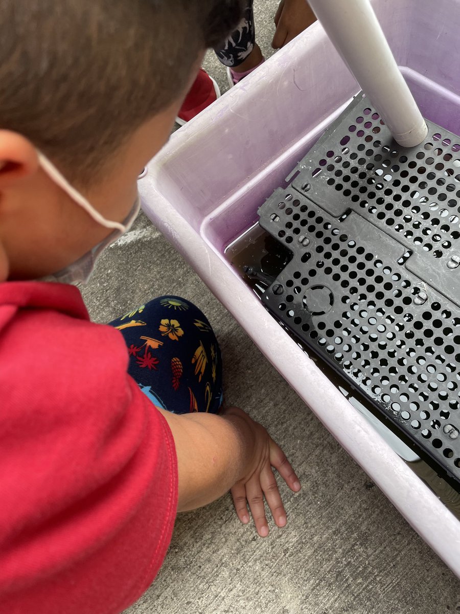 MrsMFitch_NBE's tweet photo. Finally... we have tadpoles in the atrium! Perfect timing since we are learning about the frog life cycle. 🐸🔄 Thank you @elliott_judi for keeping up with the atrium and sharing with us! #foundsome  #teamwork #firstgrade #bilingual #science 💚 🐸  @MrsKondo_NBE @HumbleISD_NBE https://t.co/keWGn5sERJ