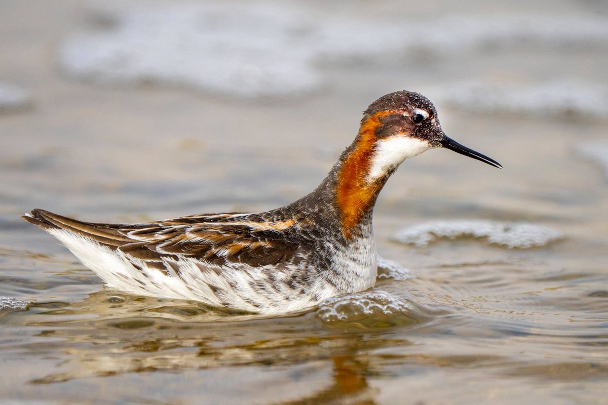 BirdLifeIsrael's tweet photo. A gorgeous Red-necked Phalarope at the Eilat Birding Centre this week 

Pic - Oded Perez https://t.co/kScWMumi95