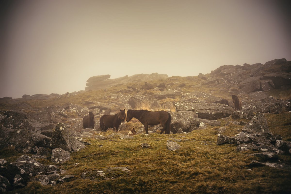 #Ponies on #KingsTor on #Dartmoor in the #Mist ... protecting the newest member of the #herd  😍 I'm guessing this was the #harem as a solitary #stallion followed us through the mist 😁 #DartmoorNationalPark #DartmoorPhotography #GlavindStrachan