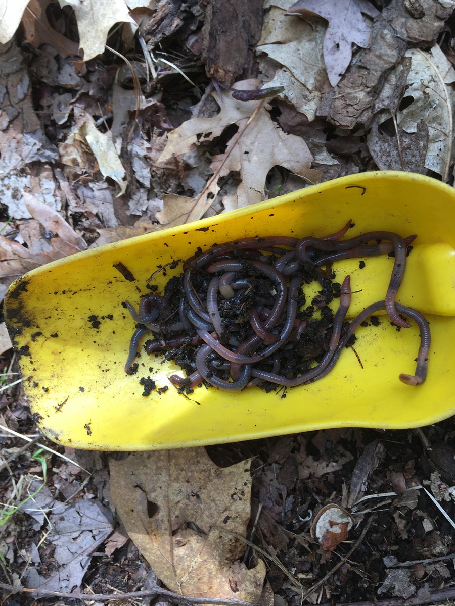 PSNE_Inc's tweet photo. We found THIRTY-TWO wiggly worms by the Saw Mill Brook this Monday! What do you like to discover in the soil? https://t.co/PRmJHtAk3E
