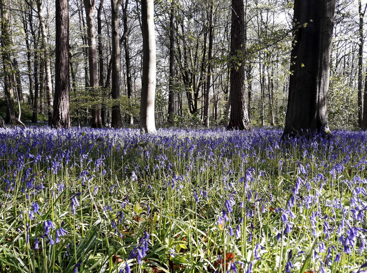 Sizergh's woodlands are carpeted with bluebells and you can spot these ones if you're headed towards the Wild Play trail.

Please bear in mind that bluebells are particularly sensitive to being trampled and once their soft leaves are damaged, they struggle to grow back (1/2)