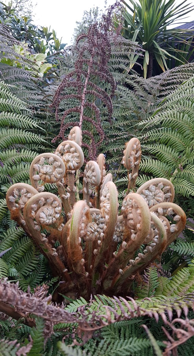 Tree Fern (Dicksonia antarctica) has sprung into life. 

The crown is taller than me now.... whoever said Tree Ferns grew slowly.

Our Exotic Courtyard Garden.

#Spring #Foliage #Ferns #Garden #Surrey #ExoticPlants