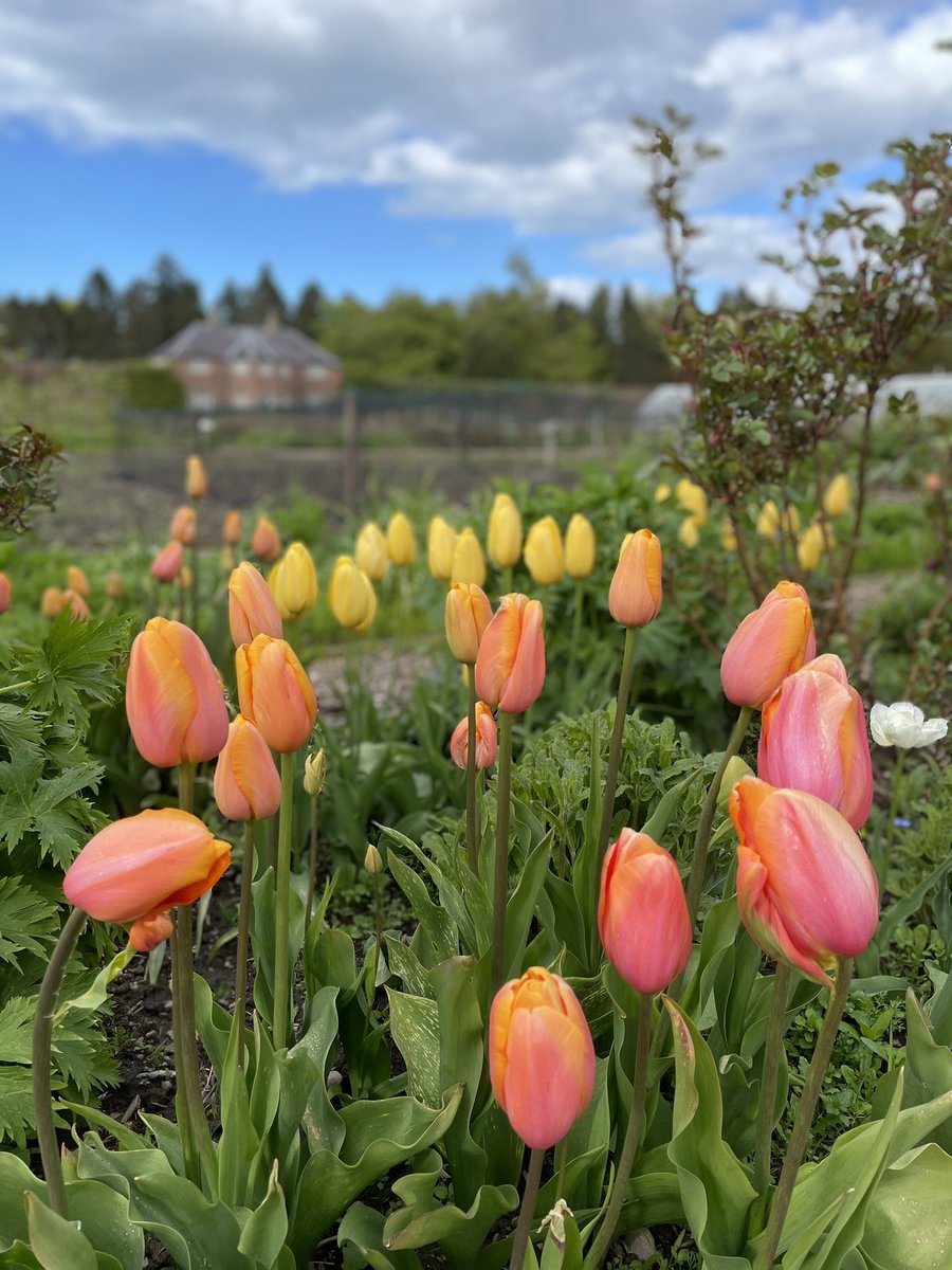 GCWalledGarden's tweet photo. Still loving the tulip displays 💐🌿🌷#springflowerfestival #visitscotland #discoverscottishgardens https://t.co/H6FCr3y43S