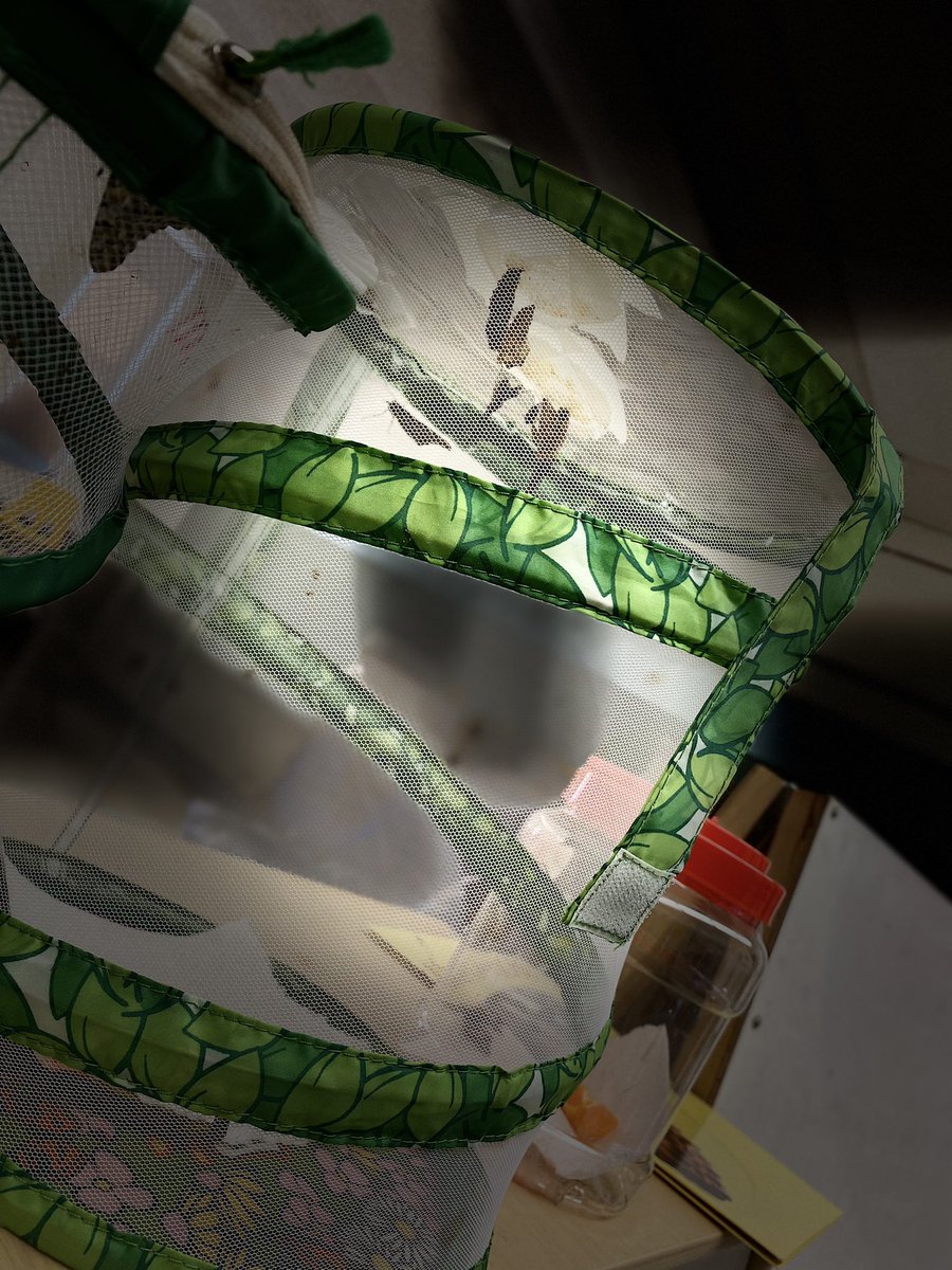 ecwithmrswalton's tweet image. Just call me “crazy butterfly lady!”  I’m the proud mama to 8 new butterflies- still expecting 2... #remotelife @KomenskyLions @SouthBerwynPre #4classes #4habitats #preschooladventures