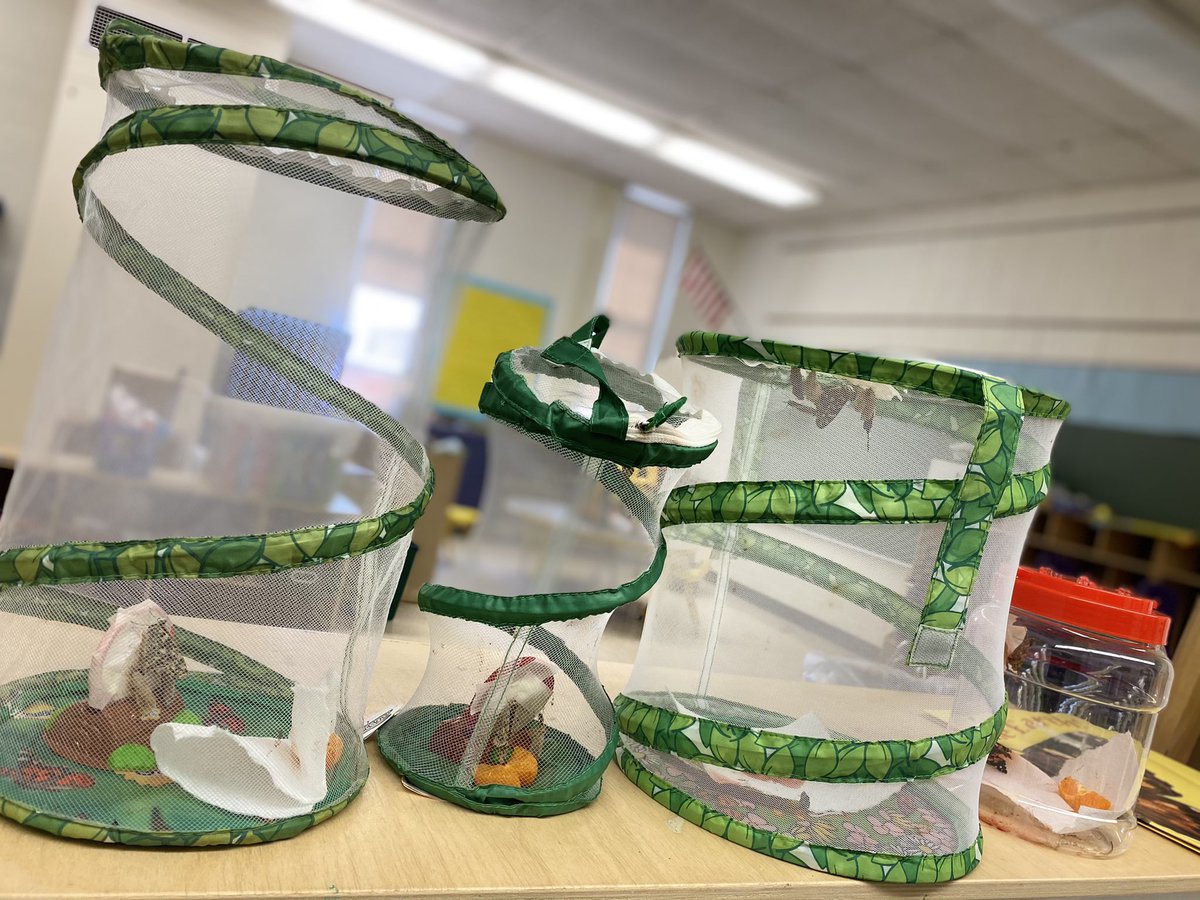 ecwithmrswalton's tweet image. Just call me “crazy butterfly lady!”  I’m the proud mama to 8 new butterflies- still expecting 2... #remotelife @KomenskyLions @SouthBerwynPre #4classes #4habitats #preschooladventures