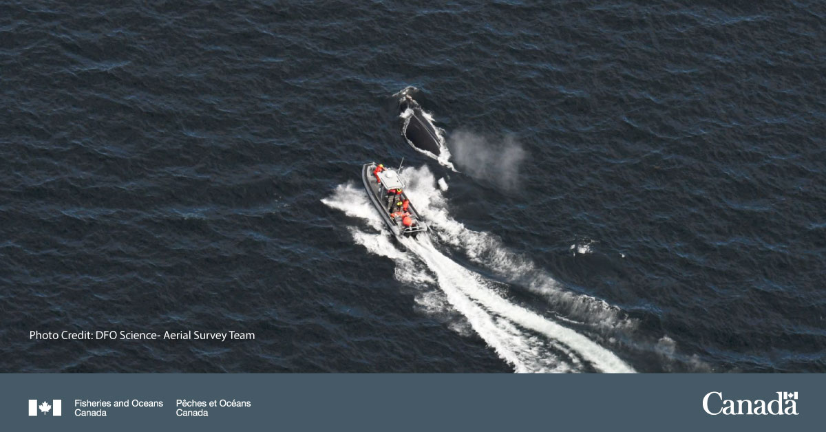Yesterday, the Campobello Whale Rescue Team, with help from our #FisheryOfficers and surveillance crews, responded to an entangled North Atlantic #RightWhale near Miscou Island, #NB.