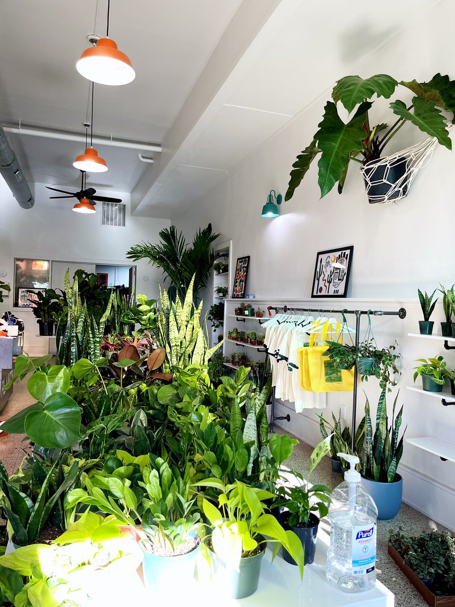 yerbaliciouss's tweet photo. hello✨ I’m taking a moment to flex my plant shop. THEE first Black and Brown plant shop in Milwaukee. 🥺❤️ https://t.co/KGpHjbIGq6