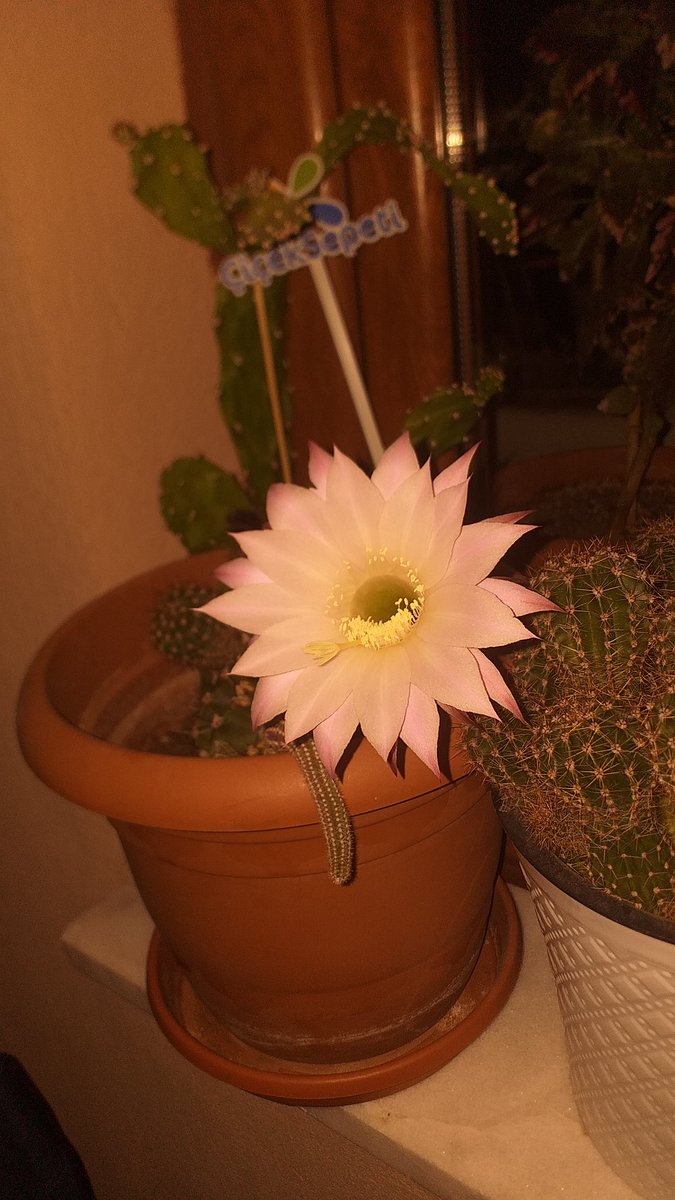 gece gece supriz yaptin iyi ki varsin#kaktüscandır