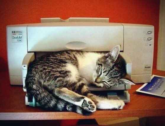 MissCar0lina's tweet photo. ‘Sleep like a copycat’
#sleeplike https://t.co/jqSmFXano0
