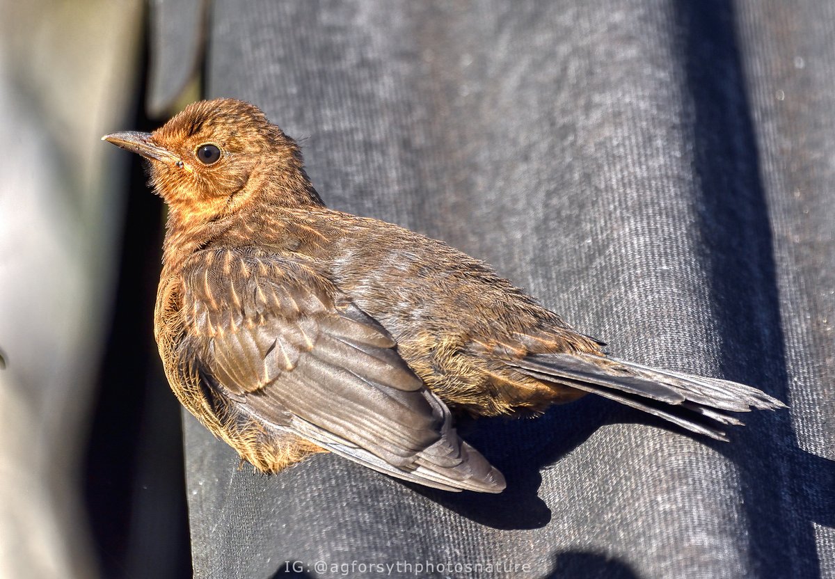 Definitely a sign of spring finally arriving here. Temps of 14C here yesterday, today we have swifts arrive and the first fledged blackbird to be seen this year. Sadly still not many house martins and only one or two swallows so far. #birds #birding #birdwatching #Springwatch