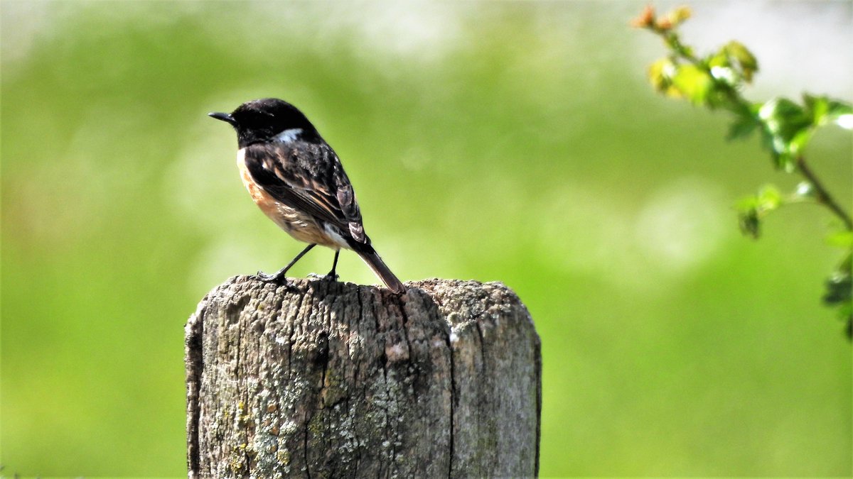 inja5248's tweet photo. #roodborsttapuit ♀️ &amp; ♂️ 
langs de #Putbeek #MiddenLimburg 
@vogelnieuws https://t.co/HqbRR7zvty