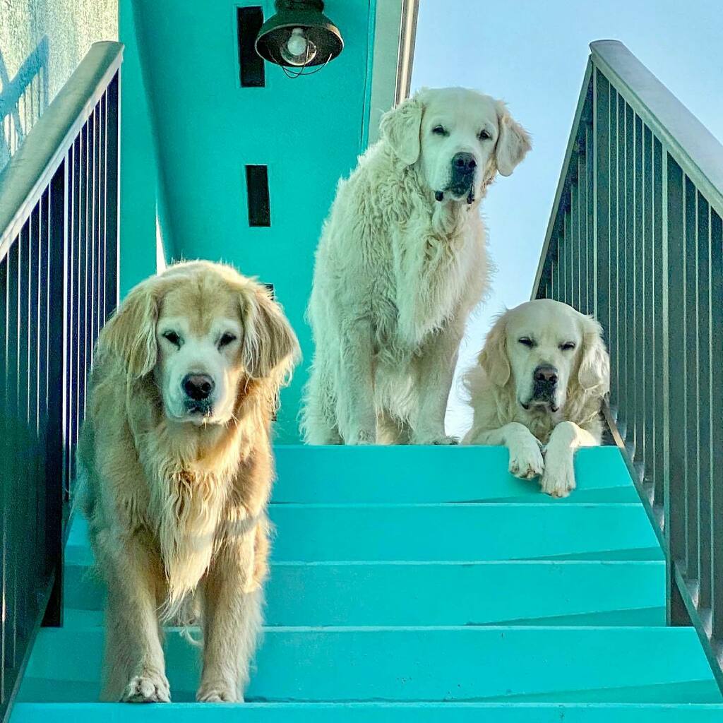 TheGoldenRatio4's tweet photo. Aspirational levels of cool https://t.co/NGgIPZ8rcG