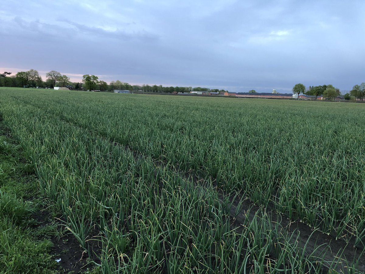 #troy kan wel wat temperatuur gebruiken veel dode punten #uien #oogst2021