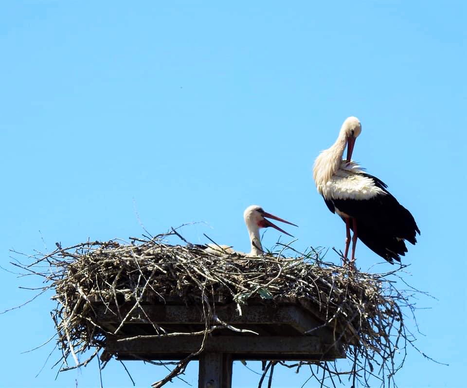 Rode #CiconiaCiconia #Croatia🇭🇷#BirdsSeenIn2021 #birdwatching #NaturePhotography #birdsnurturing #nest Lonjsko polje