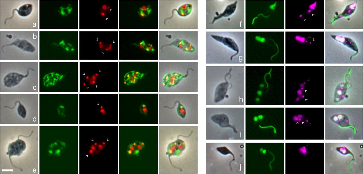 Communications Biology tweet media
