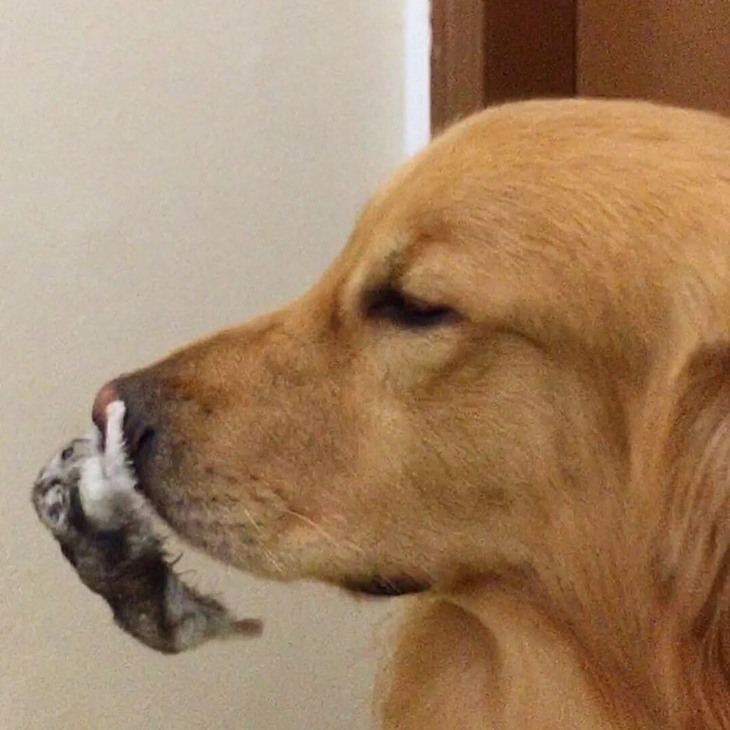 Gordito_Perrito's tweet image. 