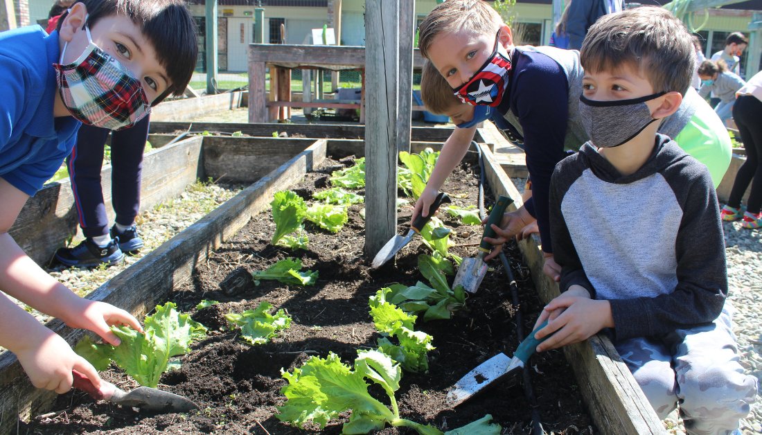 KLSchools's tweet photo. What a beautiful day for gardening! 🌞 Meadow Pond Elementary School students planted several types of lettuce in the school garden. Next month: Salad Day with homegrown greens. 🥗
#klactivelearning
#klgreen https://t.co/nhjXj4eKxx