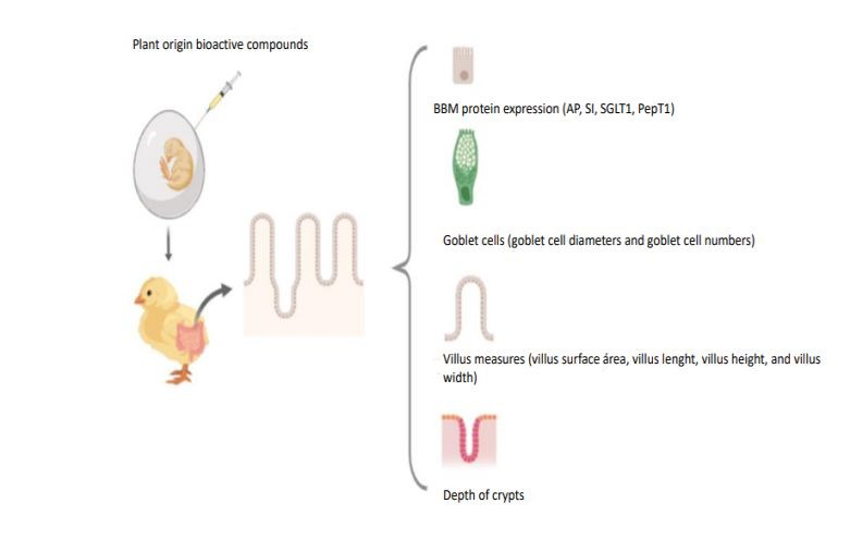 The Tako Lab (@tako_laboratory) on Twitter photo The <a href="/tako_laboratory/">The Tako Lab</a> new manuscript "Plant origin prebiotics affect duodenal brush border membrane functionality and morphology, in vivo (Gallus Gallus)" - now published in Food & Function
<a href="/BigRedFoodSci/">Big Red Food Science</a>;<a href="/CornellCALS/">Cornell CALS</a>;#Prebiotics;
#CornellFoodScience
pubs.rsc.org/en/content/art… The <a href="/tako_laboratory/">The Tako Lab</a> new manuscript "Plant origin prebiotics affect duodenal brush border membrane functionality and morphology, in vivo (Gallus Gallus)" - now published in Food & Function
<a href="/BigRedFoodSci/">Big Red Food Science</a>;<a href="/CornellCALS/">Cornell CALS</a>;#Prebiotics;
#CornellFoodScience
pubs.rsc.org/en/content/art…