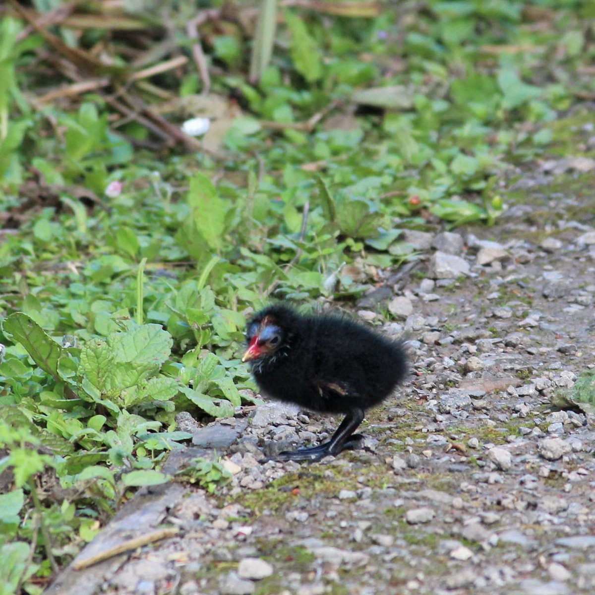 pied_starling's tweet image. This one was an explorer!