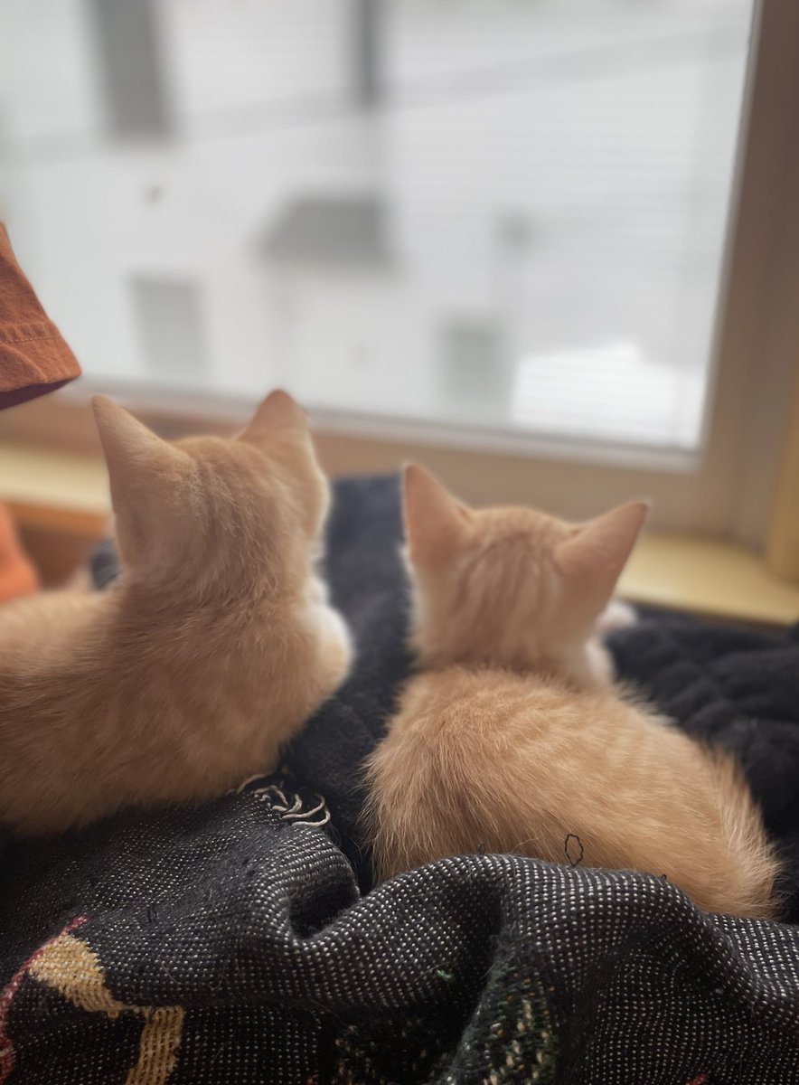 Brothers 😻 

#orangekittens #CatsOnTwitter #kitten #kittens #AdoptDontShop