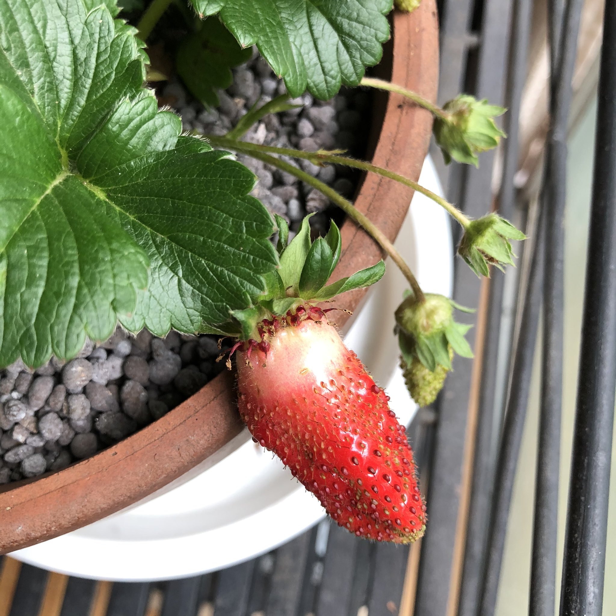 Yoko 花の色がピンクだったので買ってみたイチゴ苗 実が紅くなりだしたので 蟻や小鳥から避難の為 窓際へ移動 細長い実がなっています 名前 プレートが見当たらず アヤベニヒメ かなぁ 苗はすでに今季は終了 T Co Caoj9wnvdp イチゴ