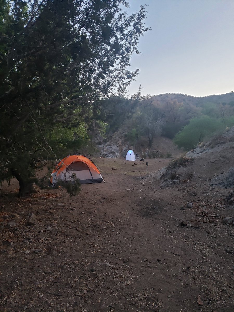 Did we spend 45 minutes yesterday breaking cow dung into pieces? Yes we did. Worth it?  💯 How's your week going?😅 #dungbeetles #entomology #collectingtrip