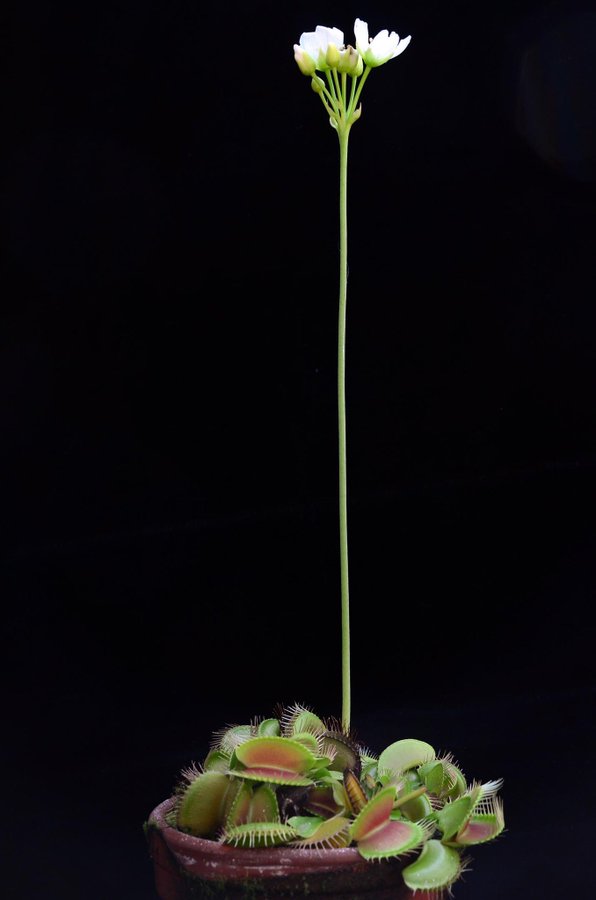 ハエトリグサの花がどんな風に咲くか知ってる 特徴的な花には理由があった らばq