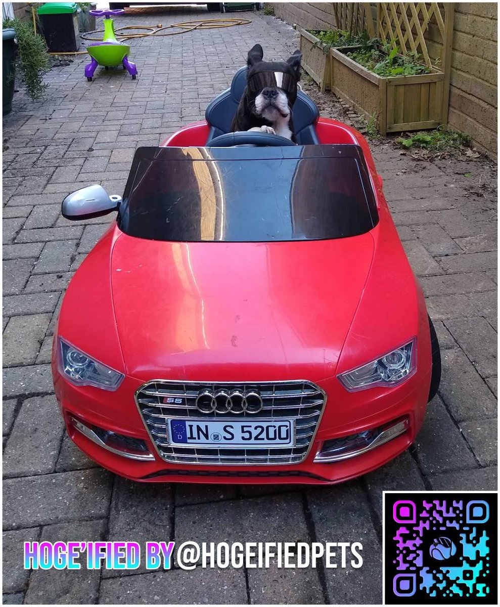 HOGE’ified Pets tweet media