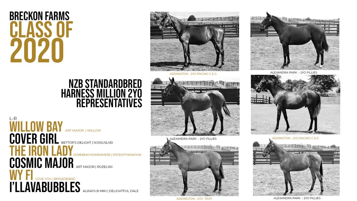 BreckonFarms's tweet photo. 48 hours of premier action coming up at @AlexandraPark & @AddingtonNZ with the @nzbstandardbred 2YO Harness Million races taking place.
We're represented by six #BreckonGraduates including five #BreckonBreds ๐ช
#ThisWayToSuccess #WorldClassFamilies #ElitePerfomers https://t.co/MsdPDi4gL9