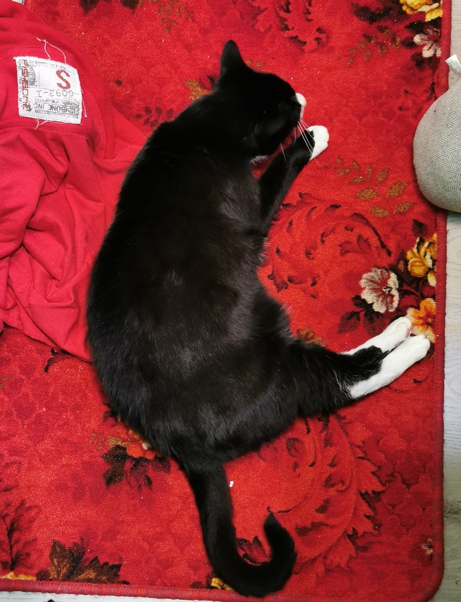 Akira_Hidaka's tweet photo. Meine regelmäßige Streamingunterstützung in der Rumpelkammer... =) #twitch #twitchgermany #streaming #streamingcat #dirtyfloor🙈 https://t.co/VJpPzg89i9
