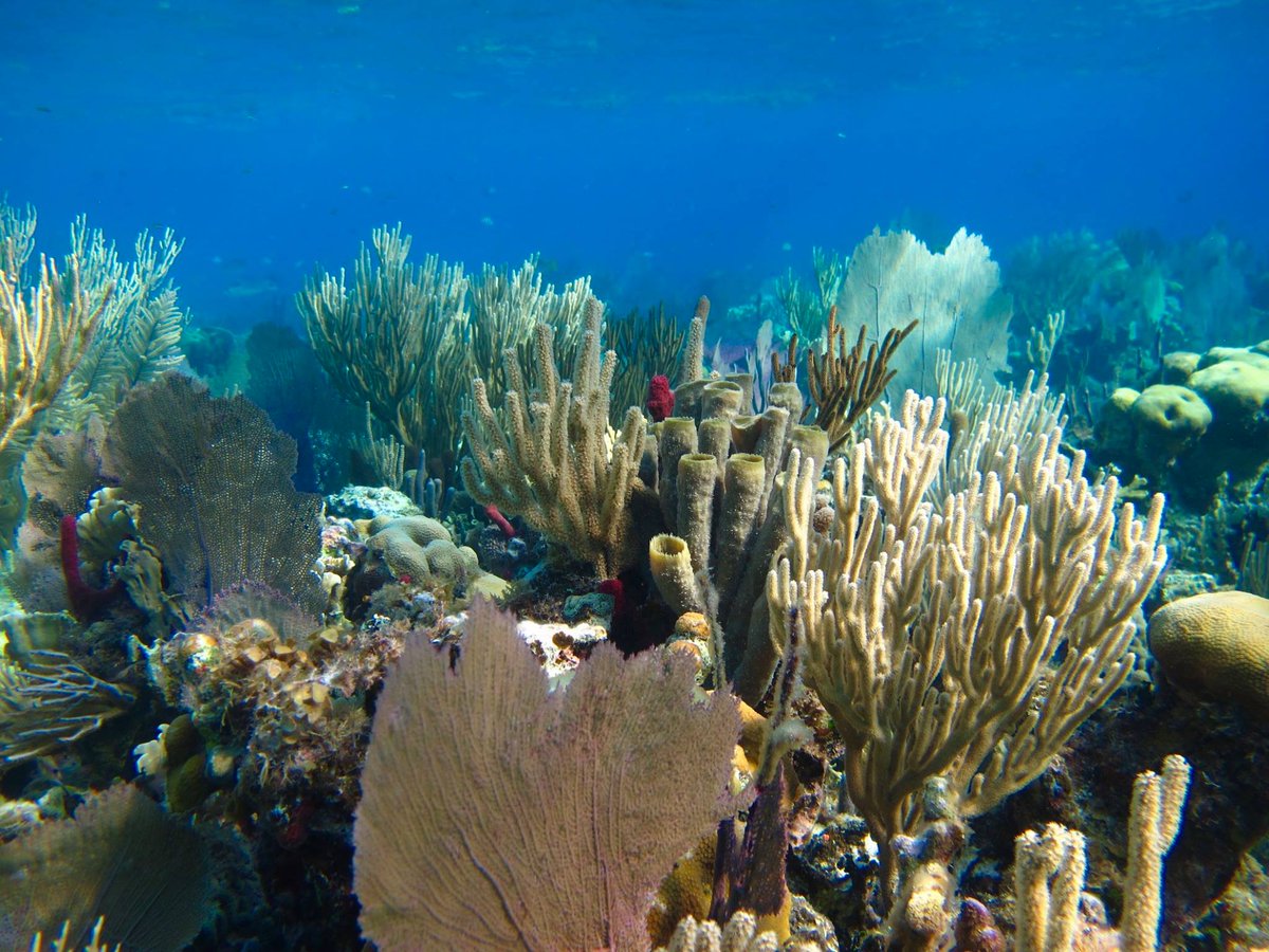 🐟 JOB AD: Research technician in marine science 🐠

Come join @Kristin52199411, @gobysimon, and me <a href="/UTMSI/">UTMSI</a> <a href="/UTAustin/">UT Austin</a>!

Full advertisement: caseylab.weebly.com/join.html
Apply by May 25th: utaustin.wd1.myworkdayjobs.com/UTstaff/job/MA…