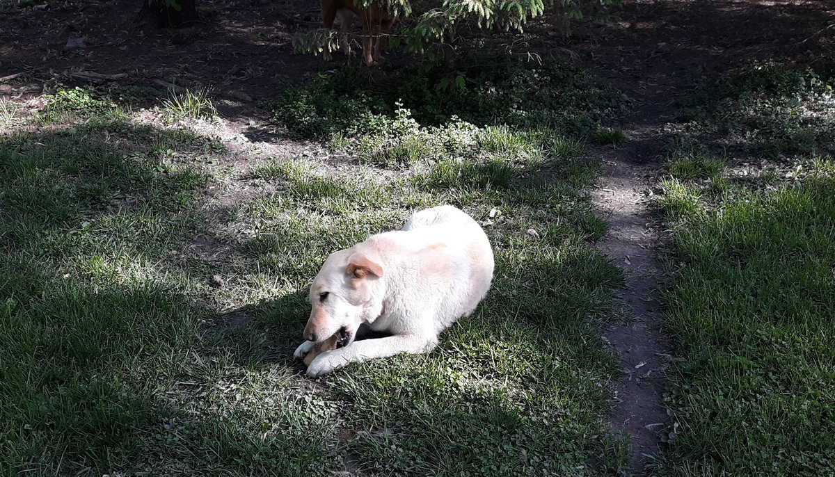 lheal's tweet image. Nuff dis. Time for a little stretch of the legs with my best pal. #runwithdogs #GoodBoy