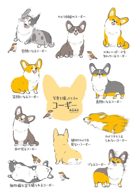 愛犬の日に、コーギーあるある#愛犬の日 