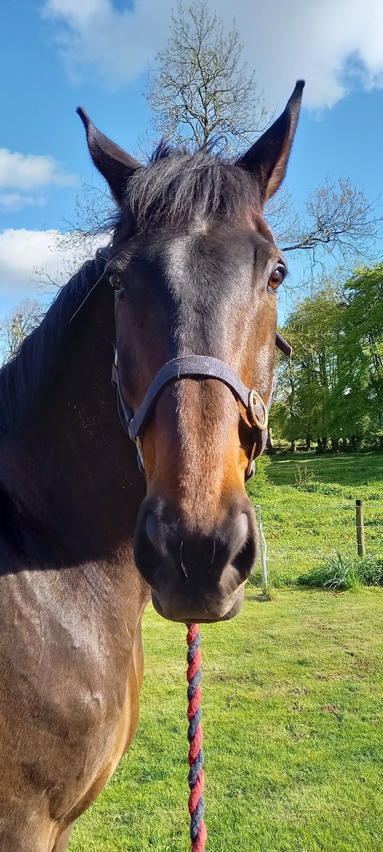 The Irish Horse Life tweet media