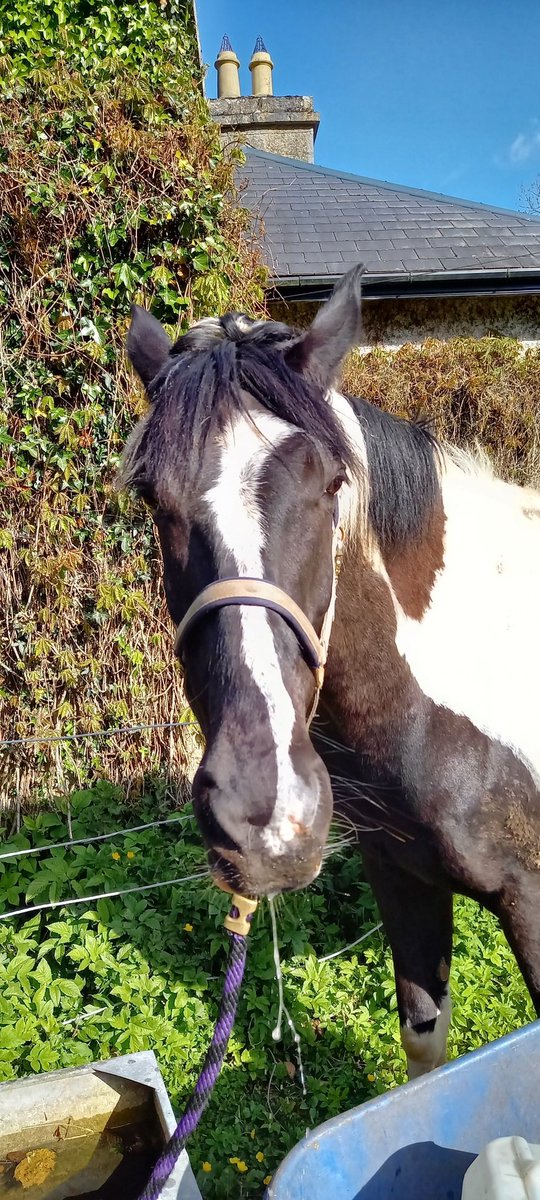 The Irish Horse Life tweet media