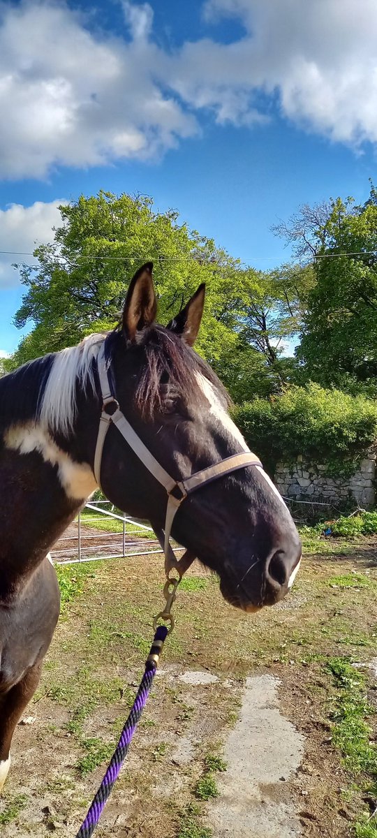 The Irish Horse Life tweet media