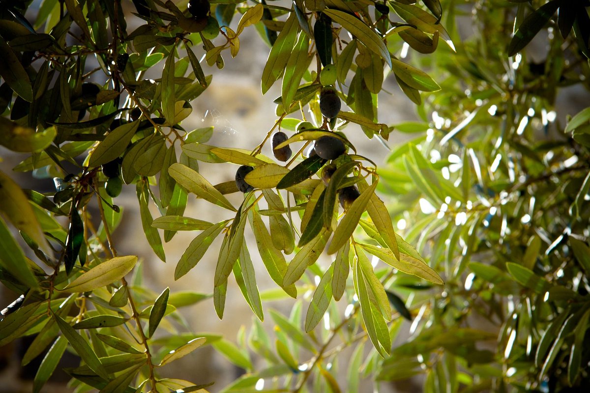 kriyananda's tweet photo. Ananda's Sacred Olive Garden - "During the first Ananda pilgrimage to Israel in 1986, I was strongly attracted to “the sacred olive trees,” as Paramhansa #Yogananda describes them in Autobiography of a Yogi..."  Read more @ https://t.co/MmOzITtc83 https://t.co/AZqykpqgGn