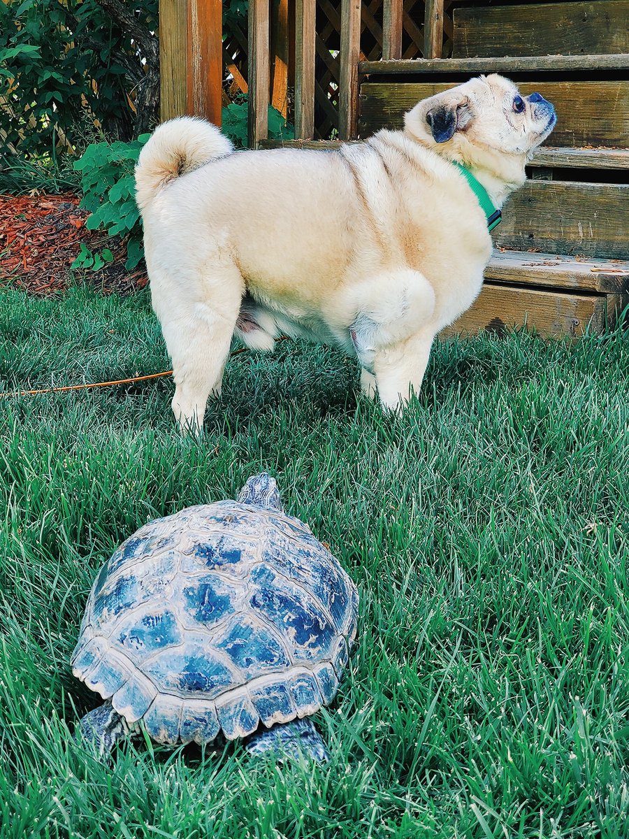 Jokerscuckoo's tweet photo. Melvin was trying to break through the slider, so I let her out for a minute. 

🐢 🐕

#OneEyedMac #TurtlePower https://t.co/ay1bM5jwDl