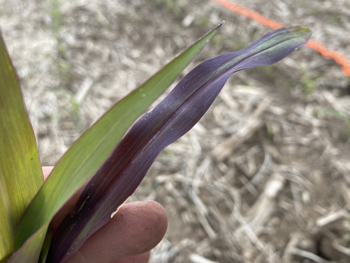 FarmerAgronomo's tweet photo. You might see purple corn this week in MO with these below avg temps. This plant is healthy, just has the necessary genes to express purple pigment durning these cooler temps. No evidence of this affecting yield.  @PioneerSeeds Watch to learn more https://t.co/MC14OM6JMc https://t.co/SoZ83eC6SQ