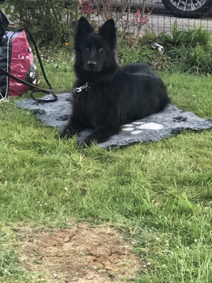 keegansknines's tweet image. Good work from all of our classes this week. It’s great to see the dogs getting back on track after the lockdowns. Some things you just can’t do so well on line. #dogtraining #behaviourmodification #dogs #dogclasses #nomoreonline